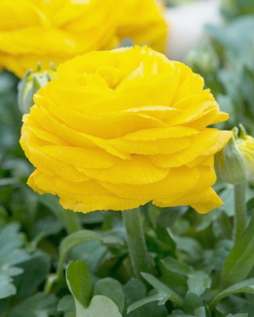 Ranunculus yellow.jpg